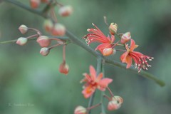 Capparis decidua